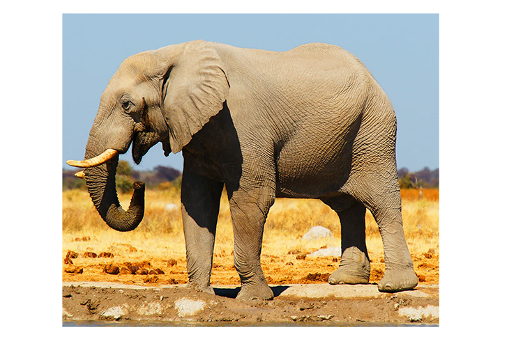 Start by finding a photo of an elephant.