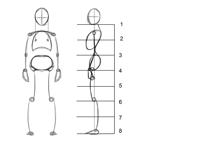 The arms hang down from the shoulder joint. A relaxed arm isn't completely straight so from the elbow joint, which sits on line 3, the arm will tilt forwards slightly, with the hand hanging from the wrist joint on line 4.