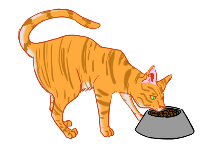 The cat possesses a dish