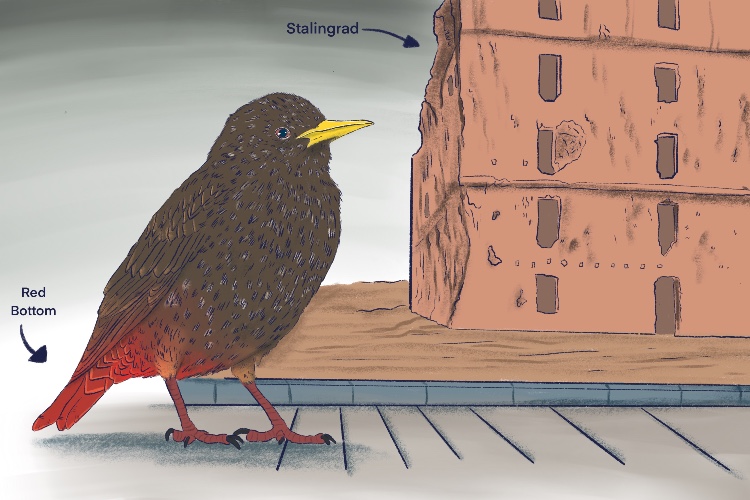 The starling had (Stalingrad) a red (soviet) bottom (Operation Uranus). 