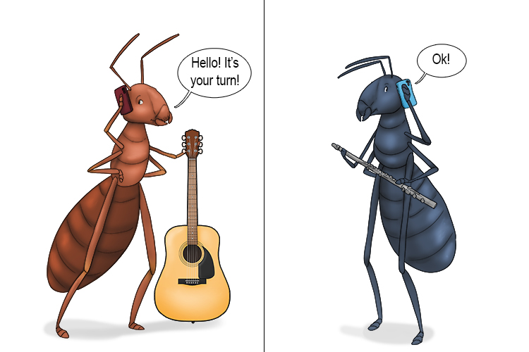 The ants in the symphony (antiphony) used alternating call and response between different instruments.