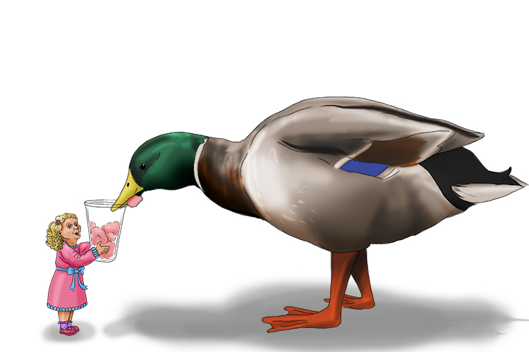 She needed to fill more (Fillmore) of the container because she had a giant mallard (Millard) duck to feed.