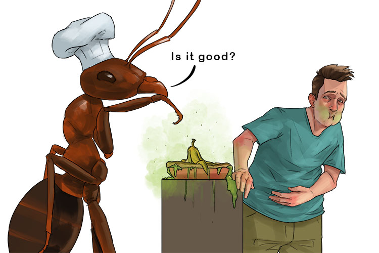The ant cooked an awful meal that made me gag (hormiga)
