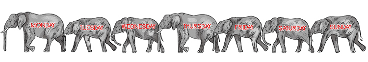Imagine seven different elephants – one for each day of the week.