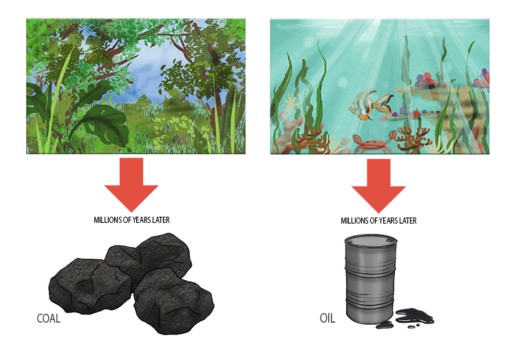 The difference between coal and oil is that coal is formed by buried trees, ferns and other tropical plants, whereas oil is based more on bacteria, algae and plankton at the bottom of marine lakes.