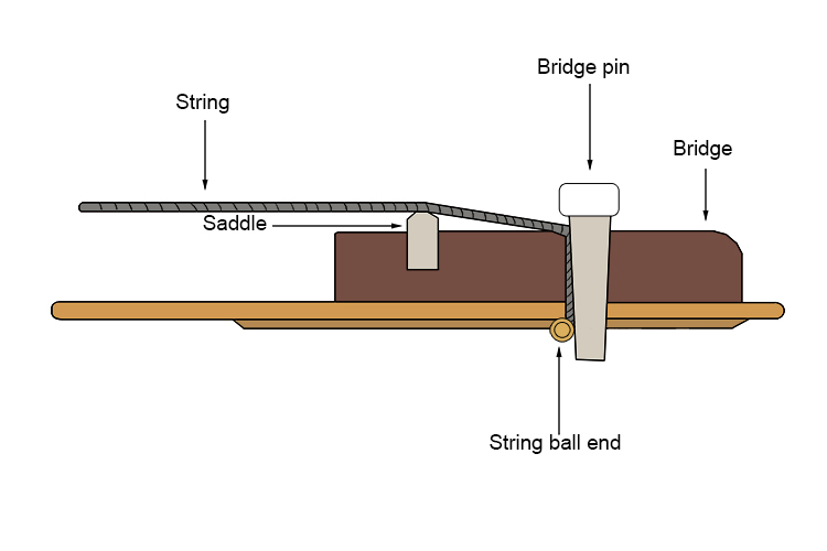 This drawing shows how the bridge pin holds the string into the bridge.