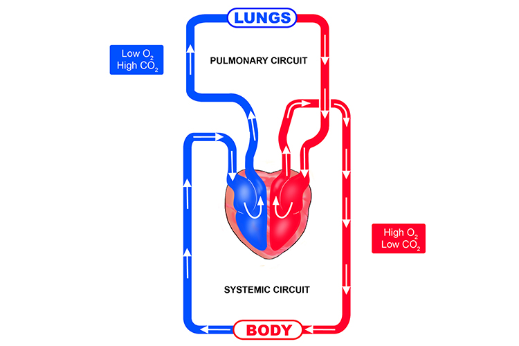 The blood flow in the pulmonary and systemic circuits