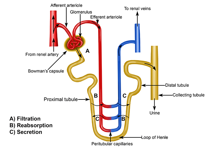 A simplified diagram of a nephron showing the main features and filtration flow