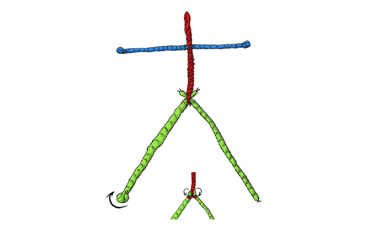 Push the ends of the last two pipe cleaners through the very end of the body and wrap them around to hold them in place. Fold the very ends over to form the feet.