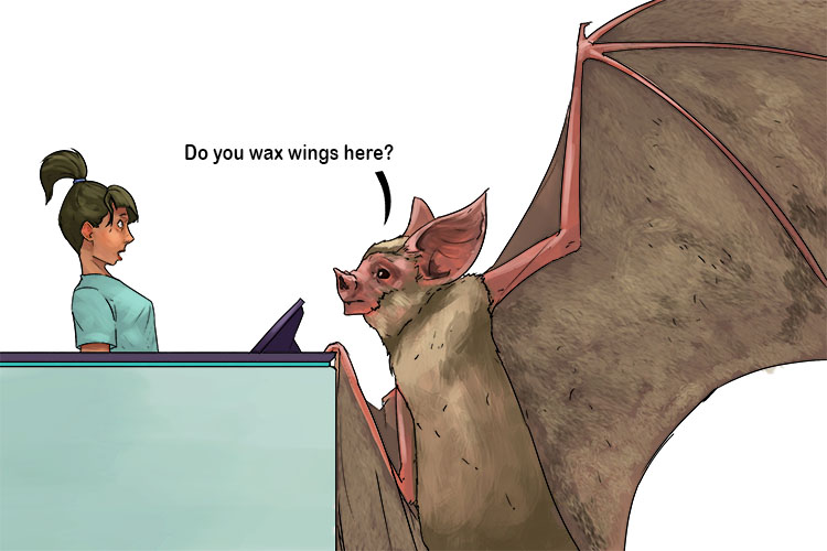 The bat was seeking (batik) a way to wax it's wings