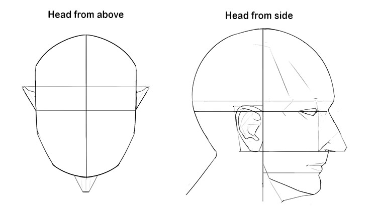 For the proportions and width of a face please see Mammoth Memory proportions of a face. Below is a diagram showing the proportions of the average human head from above and from the side which you can reference back to during the rest of this project. As 