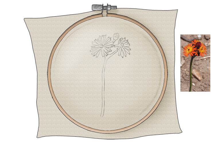 In pencil, sketch your flower onto the cotton. Don't make it too complicated, the more simple the design, the better. Once your confident with the technique you will be able to make more complex designs.