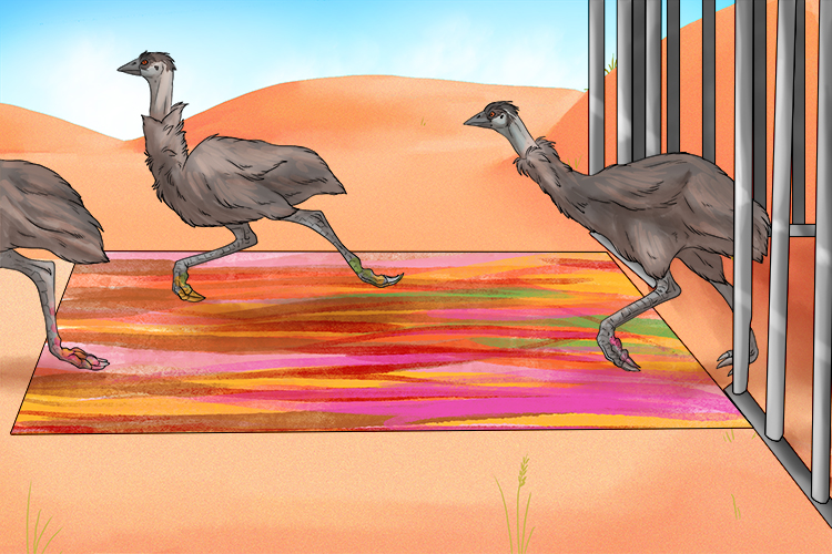 Imagine an emu leaves (Emily) its cage, then the other emus came across (Kame) too and dragged their feet across the paintings leaving stripes.