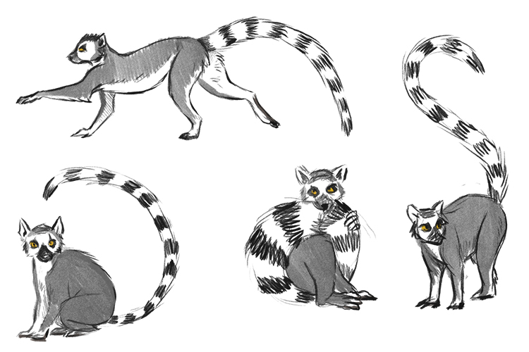 Sketch the lemur in several different poses, get used the the anatomy and think about what pose might be a good starting point for a logomark.