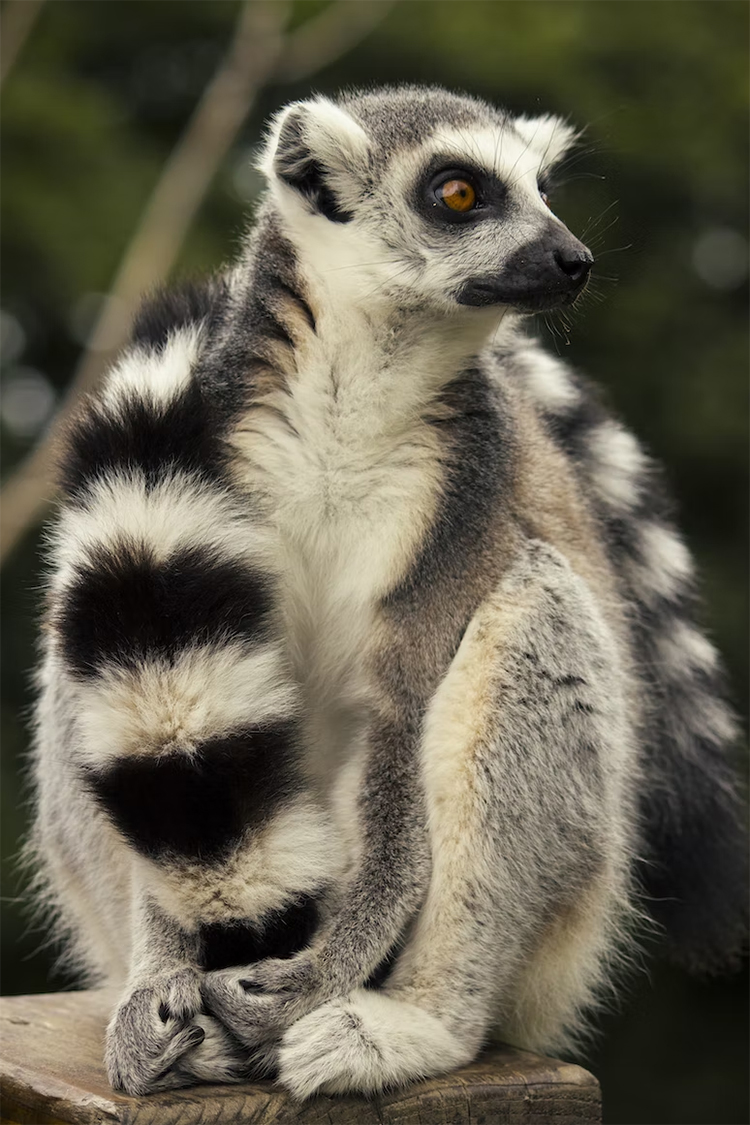 Start by choosing an animal, flower, or object to be your logomark. It doesn't really matter what you choose, as long as it has a clear silhouette. We are going to use a ring-tailed lemur, as their striking black and white tails will make an eye catching 