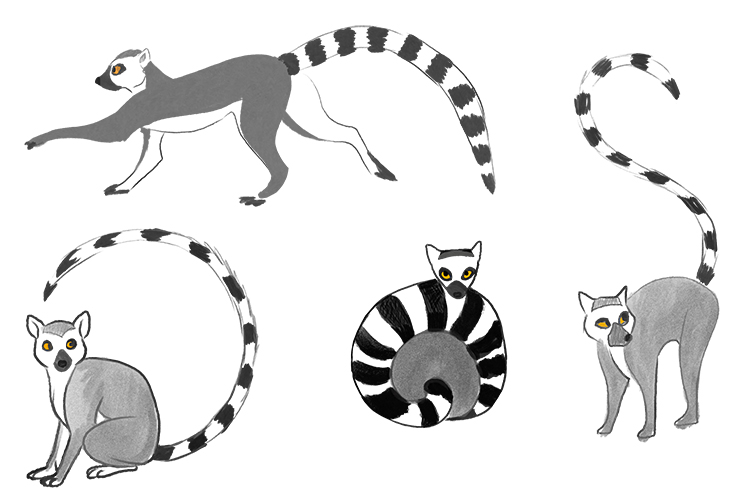 Break down the shapes of the lemur and simplify its design. 