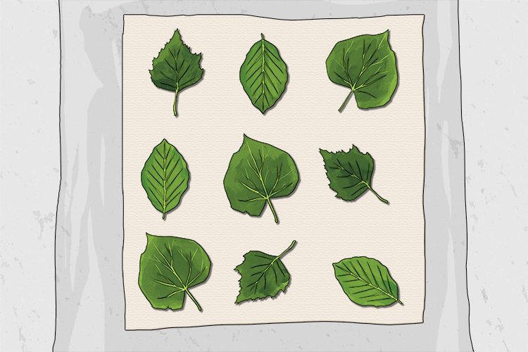 Place the cotton flat on a protective plastic sheet and then place the leaves on top of that.