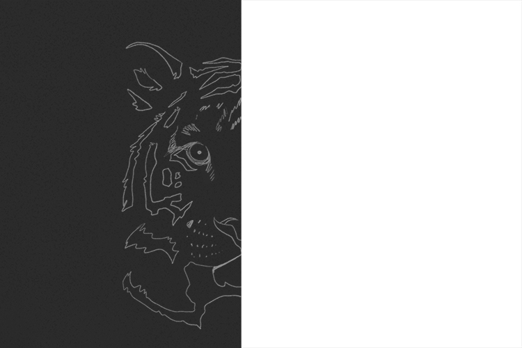 Lightly sketch all the black parts of the left half of the tiger onto the black card.