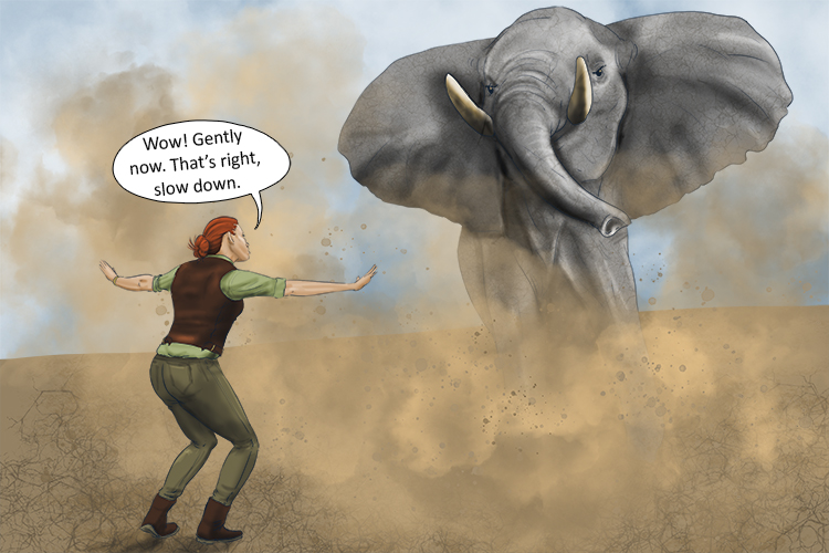 She used a gentle tone to calm the big grey elephant down as it was charging her.