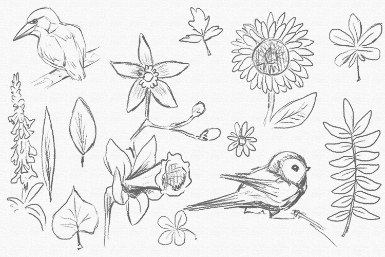 Walk around your own garden, or go to a local park and sketch flowers, leaves, plants and birds.