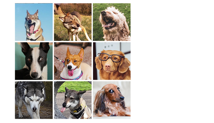 Find or take nine reference photographs of dogs pulling funny faces. 