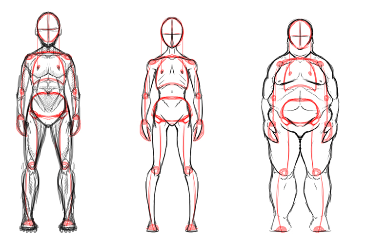 It doesn't matter if the person if muscular, very thin or very fat, the skeleton underneath will always remain the same.