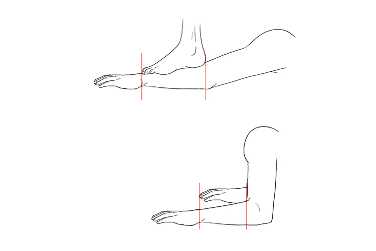 The length of the foot is roughly the length of the forearm when the arm is outstretched and the length of the hand is the length of the forearm when the arm is bent.