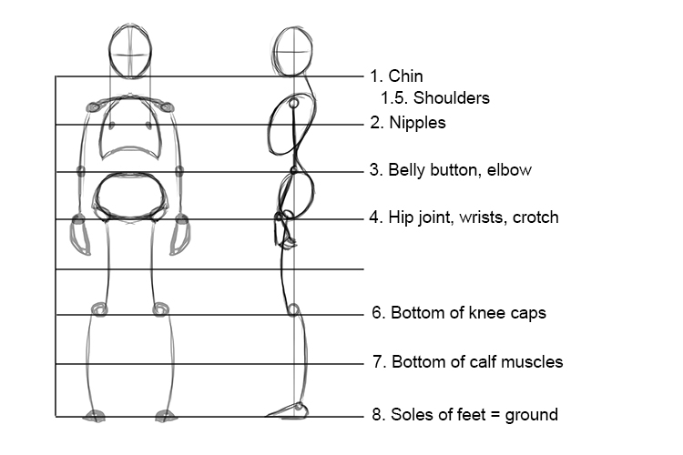 In summary, this completes the basic, undifferentiated human proportions and here's a diagram to sum up the above.