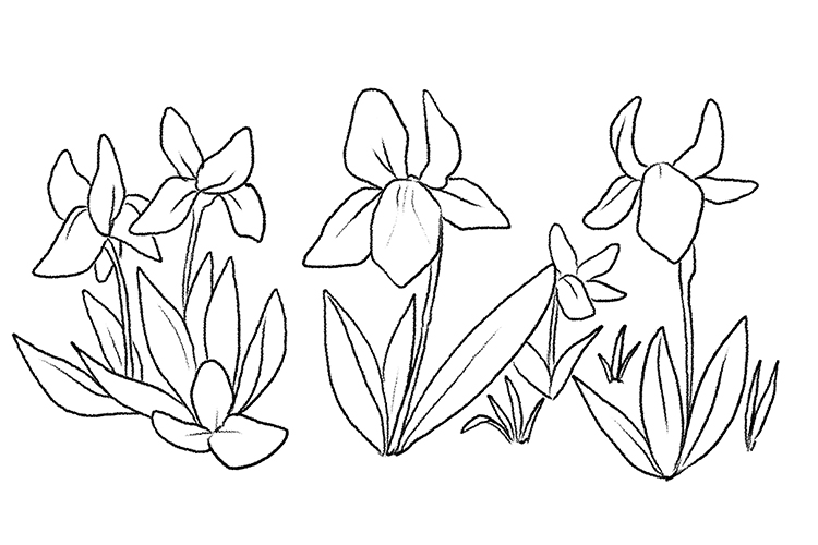 With thick black lines, sketch a picture if you favourite flowers.