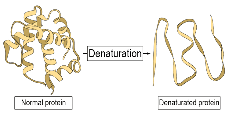 denaturation - Mammoth Memory definition - remember