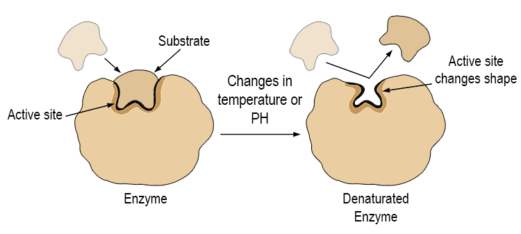 denaturation - Mammoth Memory definition - remember