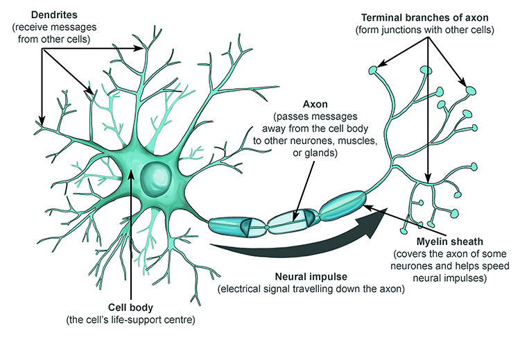 Impulse is the signal that travels along axon of the neurone