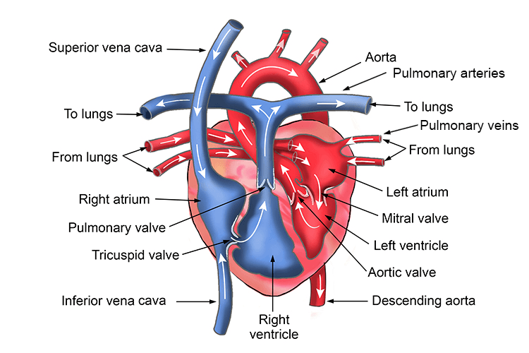 Image of the human heart with titles of the internal structure