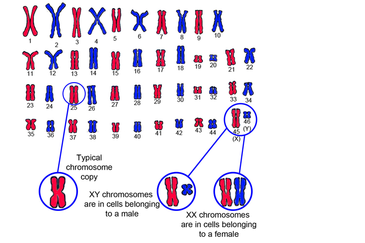 46 paired chromosomes