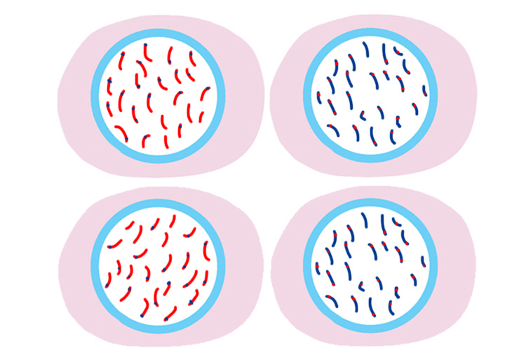 Cell split into four containing chromosomes