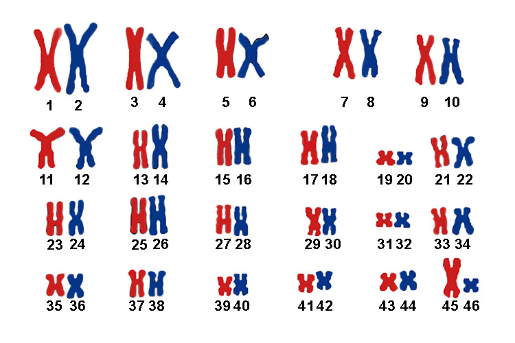 46 chromosomes being duplicated