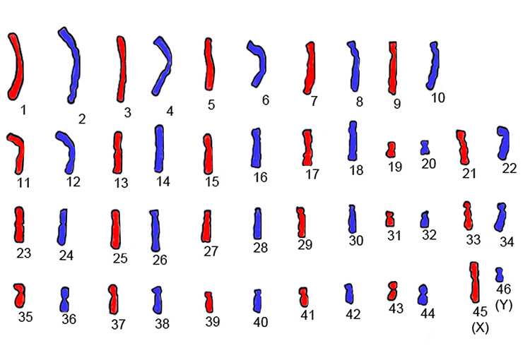 46 chromosomes contained within a human cell