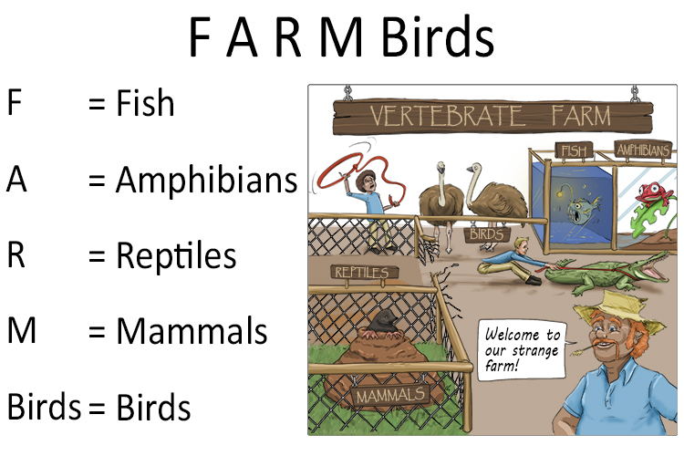 Another useful mnemonic to help remember the five classes of vertebrates is FARM BIRDS. 
