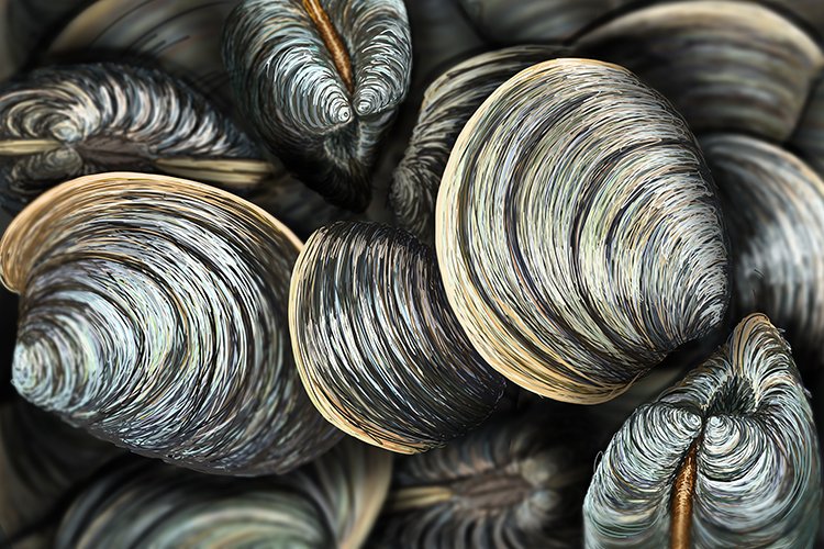 The life expectancy of a clam is about 400 years, but some are known to live to 507 years