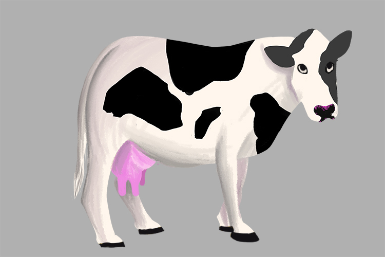 Dairy cows are artificially bred to maximize milk yields and meat