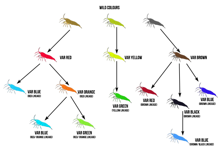 Shrimp farms breed artificially to get different colours