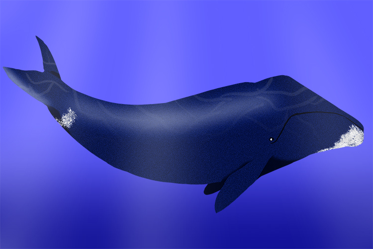 The Bowhead whale has the longest life expectancy for an mammal of 200 years