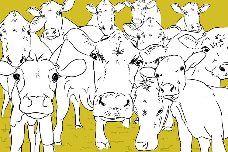 Cattle has a global biomass of 520 million tonnes estimated on an average of 400kg multiplied by 1.3 billion population