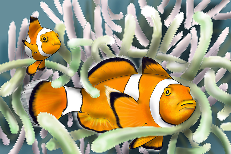 A clown fish has evolved a mucus coating so it is immune for venom of sea anemone