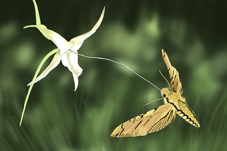 Hawk moths have tongues that are over a foot long the orchid is the only plant that can accommodate this length to pollinate