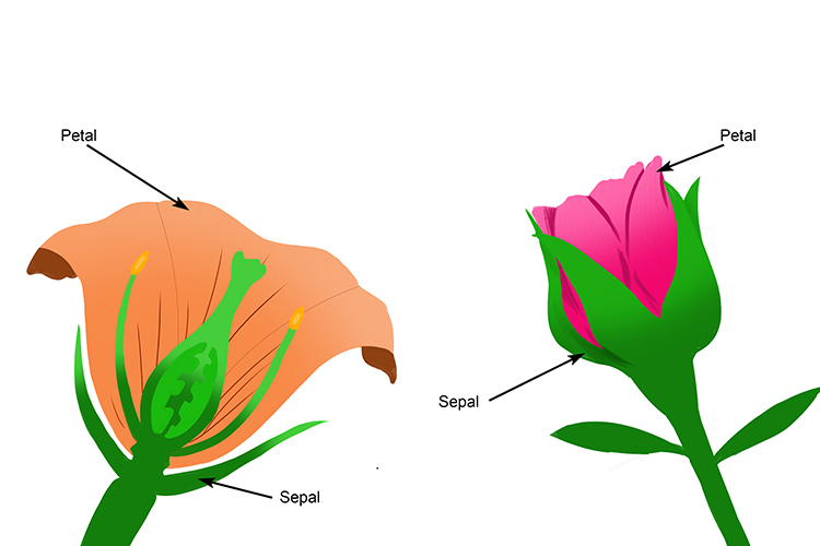 When the flower blooms the sepals are not needed and die away