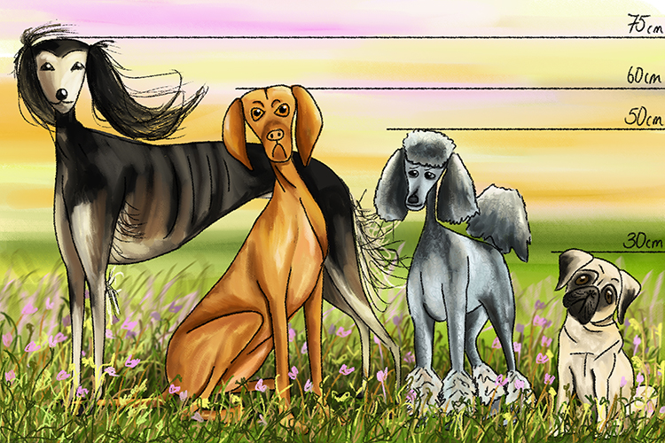 Usually the bigger the animal the longer it lives, dogs however are the opposite depending on the breed, dogs live to an average of 12 years