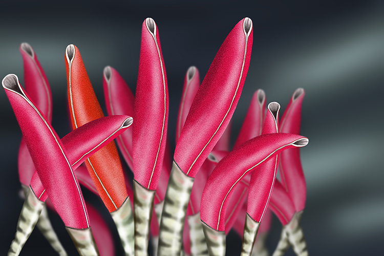 Giant tube worms are able to live in the pacific ocean several miles below the surface they live around hydro thermal vents