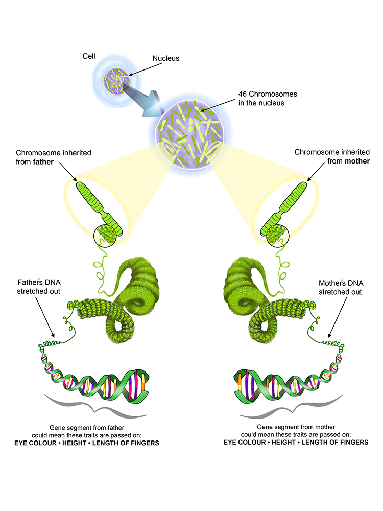 Magnified diagram of chromosomes and how mother and father alleles are different