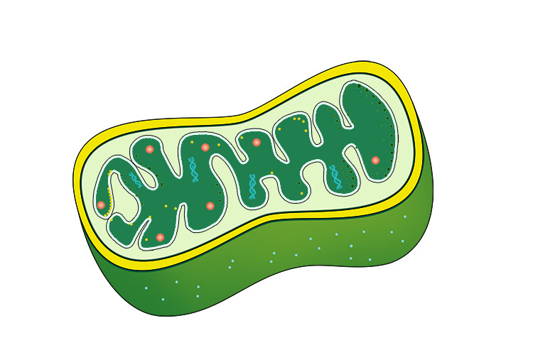 Mitochondria converts glucose into energy (ATP)